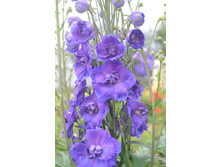 �� ���������� Pagan Purples