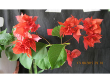 ����������� "Double Red"