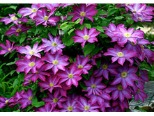 �������� �����-185