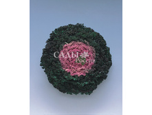 ������� ������������ ����� ������� 5��.�� 12.jpg