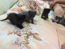 2015-08-28 01.29.25.jpg