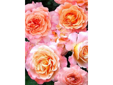 ������� ����� 220���. (����� �������� ��� 20��.).jpg