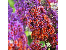 139���. ������� ������ ������ �����.jpg