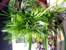 ��������� �����.jpg