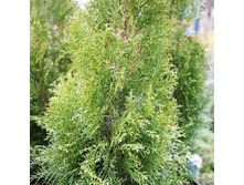 113,3���. ��� Thuja occidentalis White Smaragd.jpg