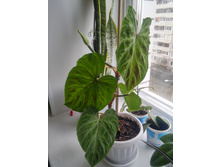 20151022 144916 HDR.jpg