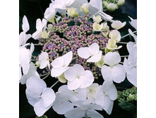 ��������� ������� 148�.jpg