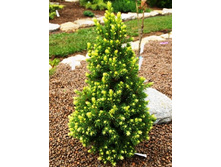 134,2���. ��� Picea glauca Rainbows End.jpg