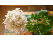 ERAs Tindra( �������)