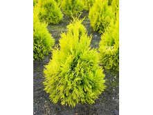 172,7���. ��� Thuja plicata 4ever Goldy.jpg