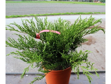 106,7���. ������������ Juniperus media Mint Julep.jpg