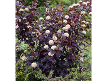 205���. ������������� ������������� �������.jpg