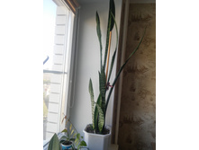 20151005 114159 HDR.jpg
