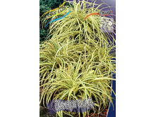 93,8���. ����� (CAREX) ��������(�������� ���� �� 1 ��., ����������� ����� 1��.).jpg