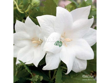 ���������� ��������������� ����� ����� 5�� 50.jpg