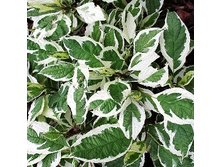 124���. ���� ����� �������� ���������.jpg