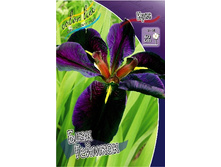 88,35���. ���� (louisiana) ���� �������(�������� ���� �� 2 ��., ����������� ����� 1��.).jpg