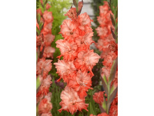 9,83���. ��������� �������(���������� ������ ������ ���������� �� 8 ��.)���15.jpg