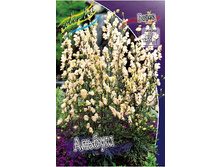 100,4���. ����� ������(�������� ���� �� 1 ��., ����������� ����� 1��.).jpg