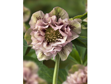 263���. �������� ���� ����� ���� �������(�������� ���� �� 1 ��., ����������� ����� 1��.).jpg