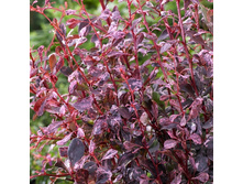 137���. �������� �������� ���� ����.jpg