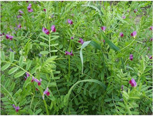 ���� ������ 1 �� ������� ������� ��� 00025907 56���.