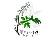 ������ �������, ������, 50 ��. . ���� 63 ���