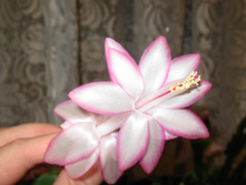 IMG 4564.JPG