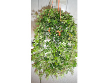 ������������� �������