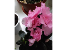 IMG 20151112 142715.jpg