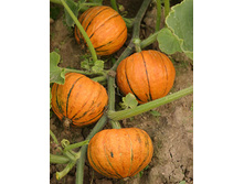 ����� �������� ��� ��� 7,80 ���. [���.��000004298]