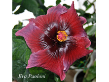 Eva Paoloni
