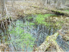 ������ �.�����