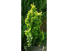 ��� ���. ������� �����