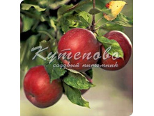 ������ "������� "    240�