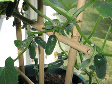 ������ ��������� ���� F1 10�� ��� ��� �.� 14,00 ���.. [���.��000000766]