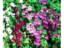 ������� �������� ����� 23,00 ���.[���.3000007]