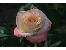 ���� ����� ��������� ���� ������ ��� � �������  180�