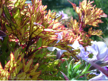 DSCN4589.JPG