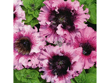 ������� ��������������� ����� F1,(��) 15,00 ���.[���.3003493]