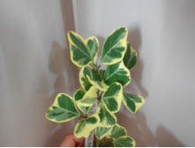 DSCN5252.JPG