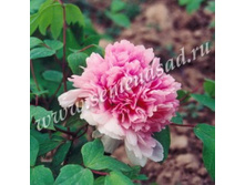 ���� ����������� ������� ������� � ������� �����.jpg