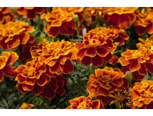 �������� ����� ������ ����� ������. 0,5� ��� ��� �.� 7,50 ���. [���.3005591]