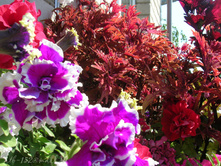 DSCN4418.JPG