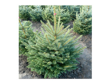 ���� �����