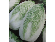 ������� ��������� ������ �����������,(��)6,50 ���. [���.6000401]