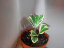 DSCN5250.JPG
