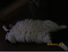IMG 1058.jpeg