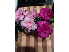 IMG 20151125 212643.jpg