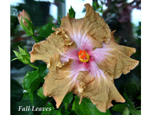 Fall Leaves